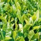 Thé Vert Bio herbe médicinale pour vaporisateur