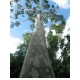 Arbre Eucalyptus