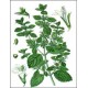Mélisse Bio plante médicinale feuilles séchées 30gr 