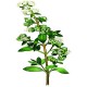 Marjolaine Bio Ecocert plante médicinale feuilles séchées 30gr 