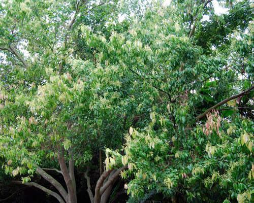 L'arbre de cannelle bio ecocert herbe médicinale