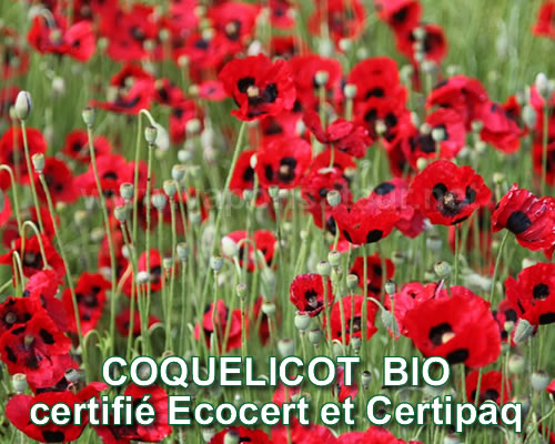 Champ de coquelicot certifié bio Ecocert garanti sans pesticides