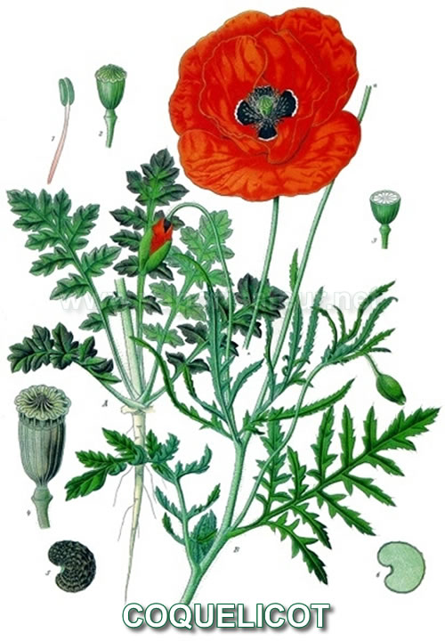 Coquelicot - image botanique de la plante médicinale - présentation de la famille