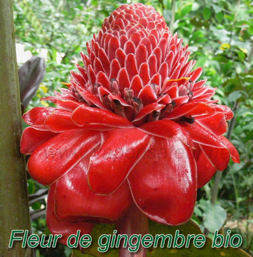 Fleur de gingembre bio - plante à vaporiser au vapo