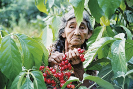 Guarana Bio plante médicinale traditionnelle