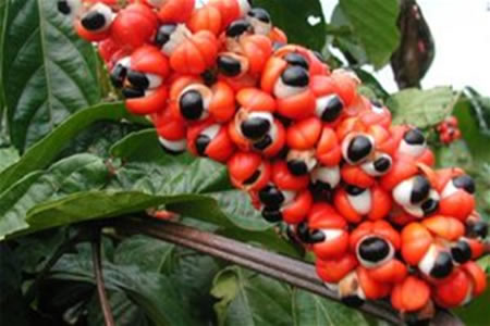 Plante médicinale bio Guarana Bio Ecocert