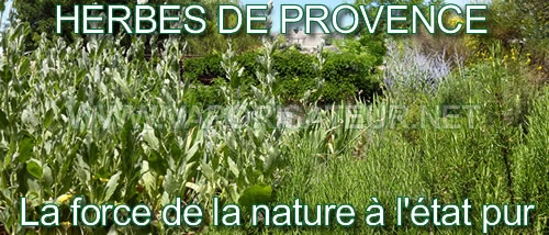 Les champs des herbes de Provence certifiés agriculture biologique AB