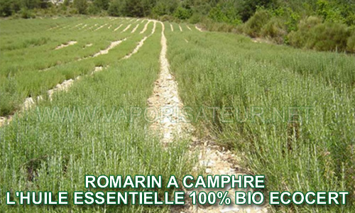 Les champs du romarin camphré bio certifié ECOCERT en Provence