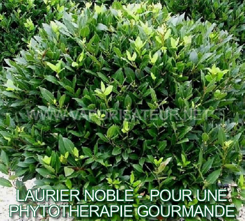 Laurier noble bio en phytothérapie avec vaporisateur portable ou vaporizer de salon