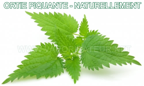 Ortie piquante (feuilles) - Poudre - Herboristerie Pachamama Phyto