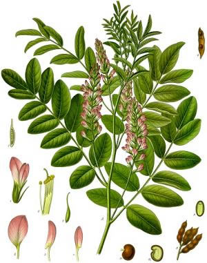 Plante médicinale Réglisse Bio représentée en botanique