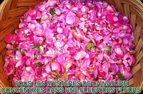 Propriétés médicinales de la Rose de Damas biologique