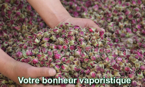 Rose de Damas Bio avec votre vaporisateur