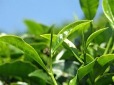 Thé vert Bio Ecocert plante médicinale