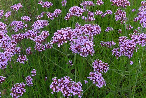 Champs de verveine biologique Ecocert